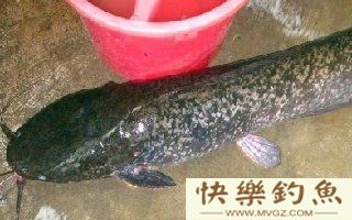 活饵钓大鲶鱼的钓点选择与钓鱼技巧