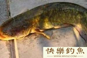 活饵钓鲶鱼的使用方法及钓具搭配