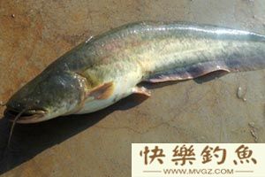 野钓大型鲶鱼正确选择钓点的方法