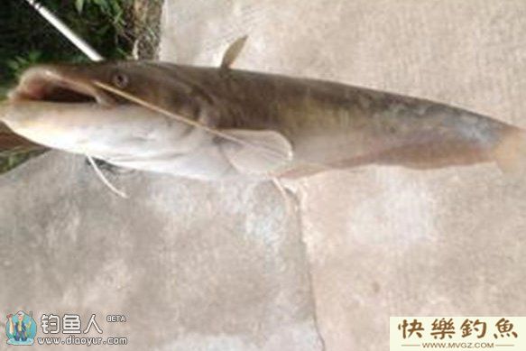分享野钓鲶鱼的六点技巧心得