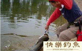 野钓江河鲶鱼时的最佳时间段