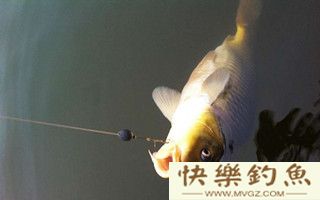 浅说野钓搓饵时钩距还是小点好