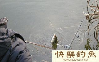 冬季河流野钓鲫鱼的技巧