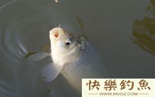冬季野钓鲫鱼的实用性技巧