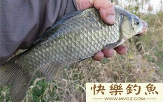 冬季钓野生大板鲫的技巧