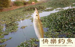 漫谈野钓对付小鱼闹窝的六个密招