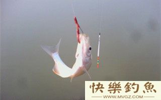 冬季用蚯蚓红虫饵野钓的五个技巧