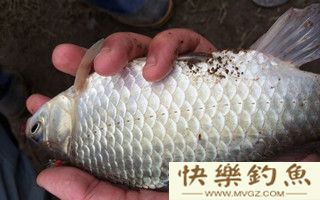冬季野钓大鲫鱼的技巧分析