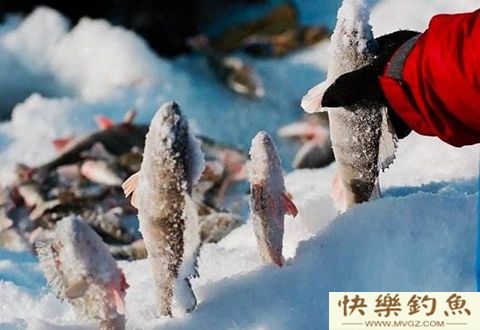 冰钓的最佳时机选择技巧