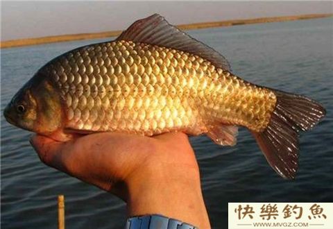 冬季钓鲫鱼应该如何正确地调漂