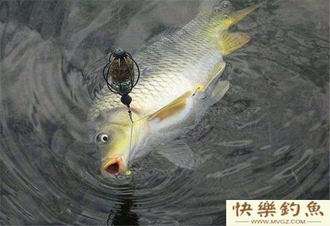 残荷塘中藏大鲫鱼，冬季藕塘钓鲫鱼技巧