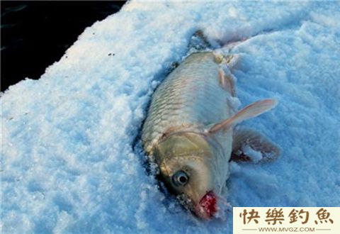 冬季野钓鲫鱼的技巧，告别空军