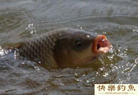 掌握好天气和水温规律，冬季钓鲫鱼一样收获丰厚