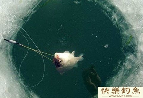 冬季钓鱼不空军的小技巧