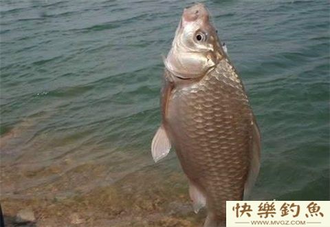 冬天钓大鲫鱼，来自高手的经验总结