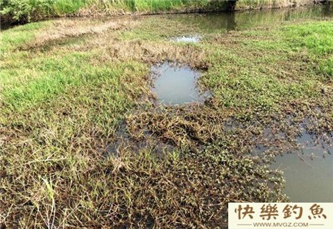 冬钓鲫鱼不懂钓草洞，那你就别玩了