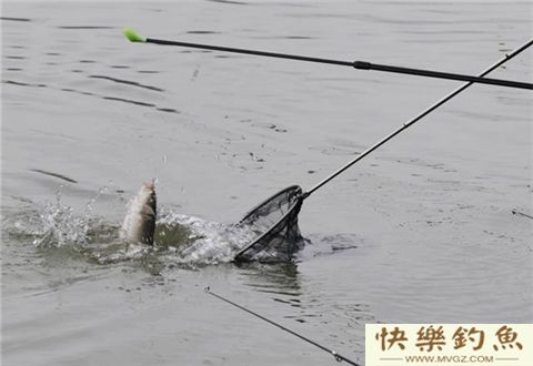 立冬过后，三分钟解决野钓鲫鱼的两大难题