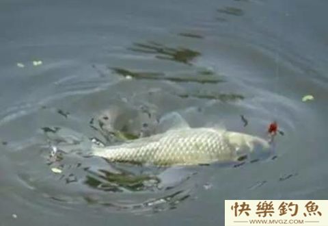 冬季到来，钓鱼时该如何控鱼遛鱼？