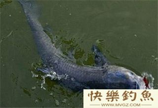 大青鱼选钓位与做鱼窝的方法