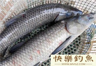 使用螺蛳饵，手竿钓大青鱼