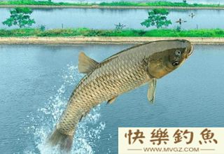 传统钓法钓青鱼的钓具、打窝和钓位技巧