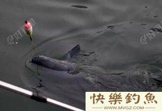 夏天钓青鱼的四个实用技巧