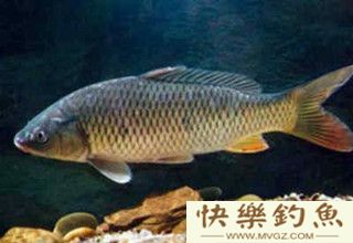 夏季钓大青鱼的5大技巧