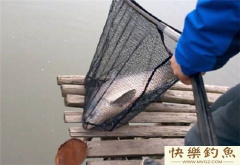 冬天能不能钓青鱼？分享3个冬钓青鱼技巧