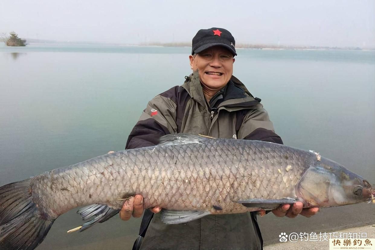 冬天怎样钓青鱼？关键是寻找鱼窝、鱼饵味型和打窝技巧