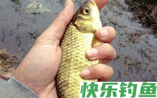 冬季野外传统钓法钓鲫鱼的技巧