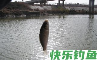 冬季野钓鲫鱼的时机与钓点选择