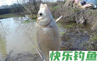 早春荒塘野钓鲫鱼的四个要点