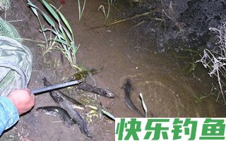 野钓鲶、黄颡鱼的实用性技巧攻略