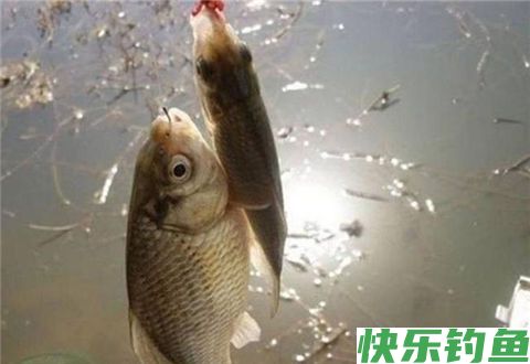 冬天用蚯蚓钓鲫鱼的小细节