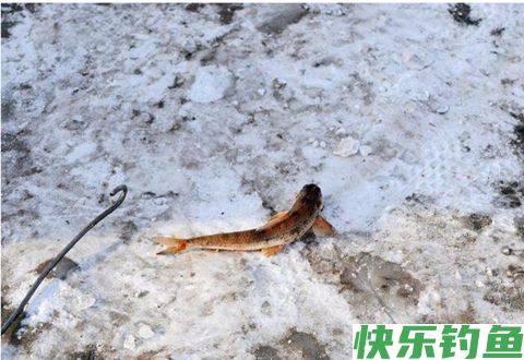 冬季冰钓鲫鱼的两个小技巧