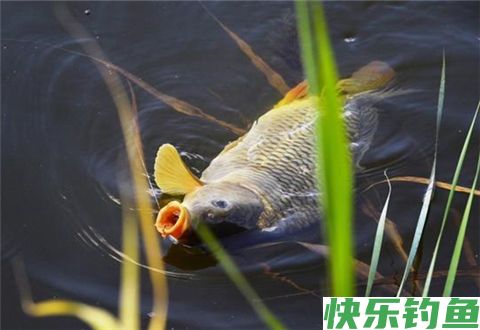冬季钓鲫鱼，好鱼获都是靠这几招来的