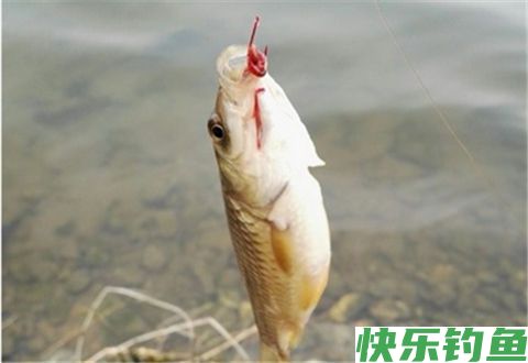 冬季钓鱼技巧，挂红虫调漂时，要注意漂尖破水