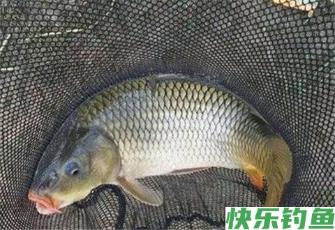 冬钓有十个好处你知道吗，看完以后都不想封竿了