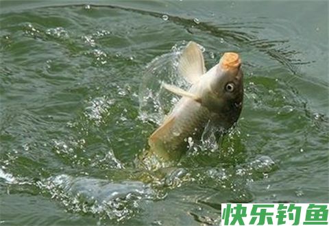 天气转凉之后鱼情大变！老钓友这4大黄金法则