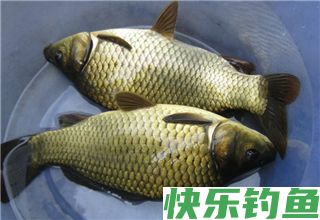 不同情况下野钓鲫鱼的子线长度