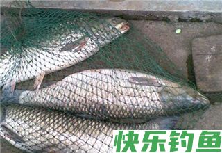 高手解答：秋季不同水域钓大鱼的四个技巧