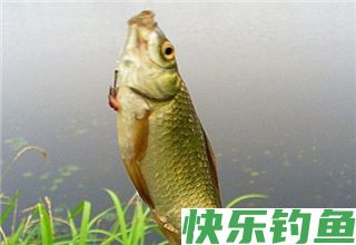 野钓鲫鱼的四个打窝补窝技巧
