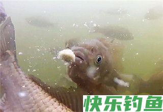 野钓、台钓定层打浮钓鲫鱼的技巧
