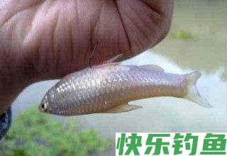 野钓鲫鱼遇到小鱼干扰的4种应对技巧