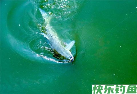 初冬钓鱼老是空竿都是这两种漂相误区惹的祸