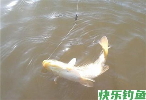 使用这些窍门，让你玩转任何大棚黑坑