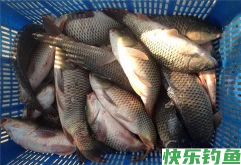冬季钓鱼要小而精才能保证上鱼效果