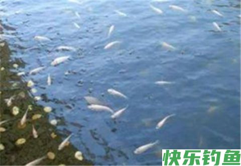冬季钓鱼心慌慌，爆护技巧帮你忙
