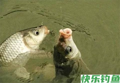 知道这些冬天钓鱼的小常识可以不用封杆了