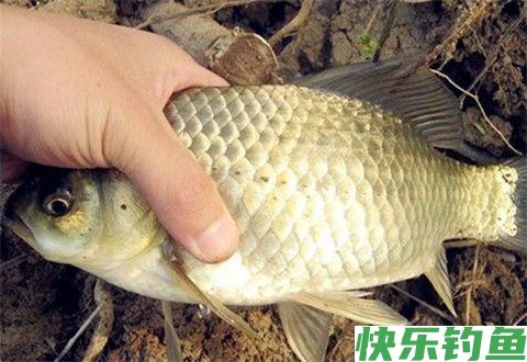 冬天钓鲫鱼的促食钓法之钓鲫鱼那几招